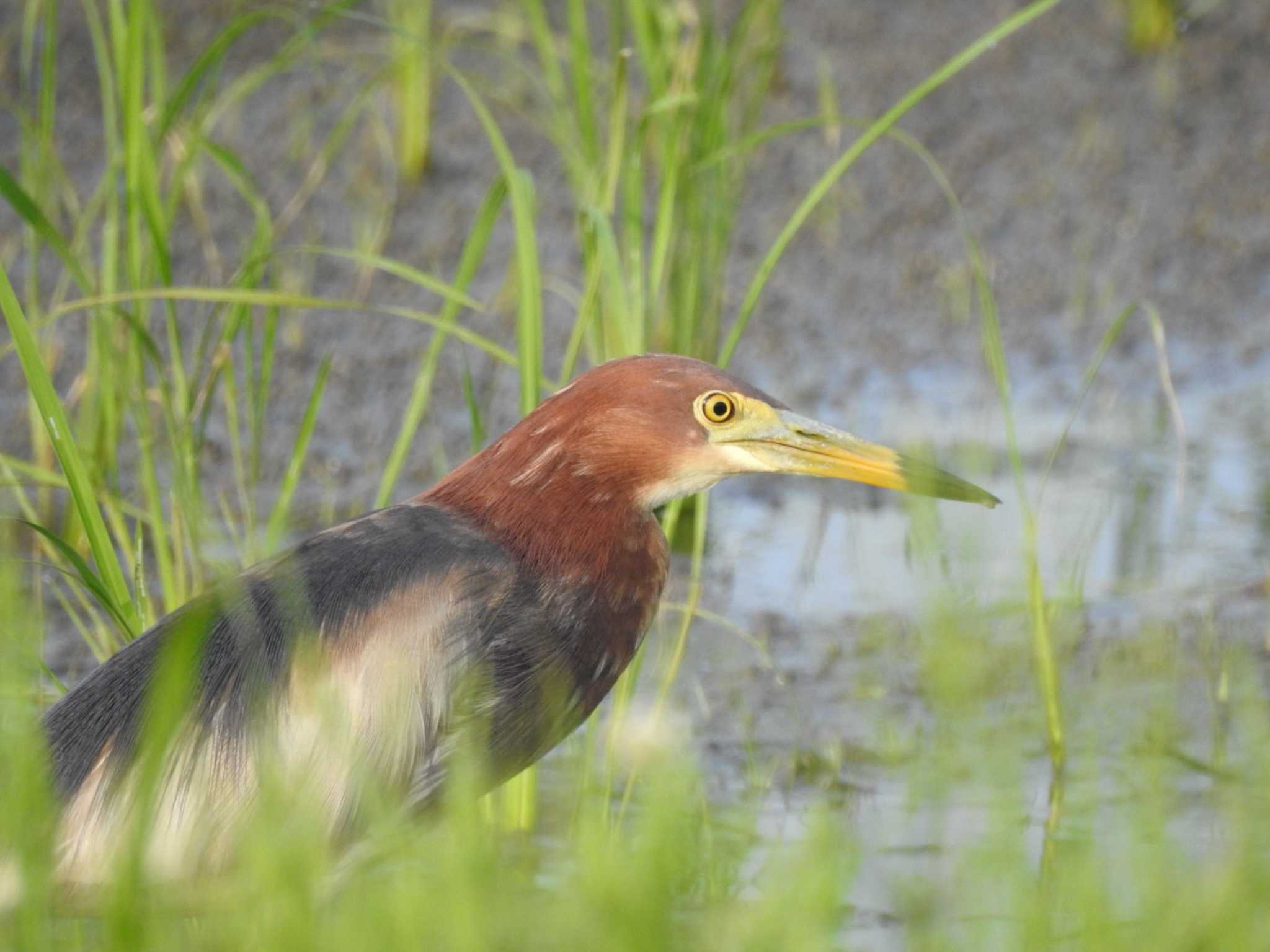 三重県伊勢市 アカガシラサギの写真 by どらお