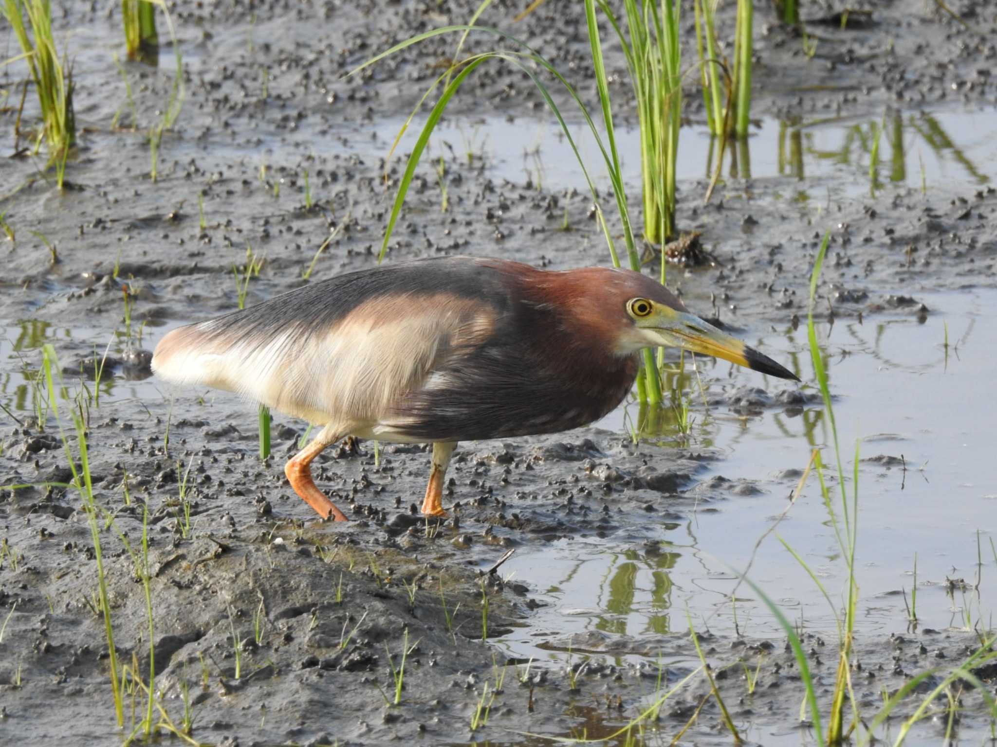 三重県伊勢市 アカガシラサギの写真 by どらお