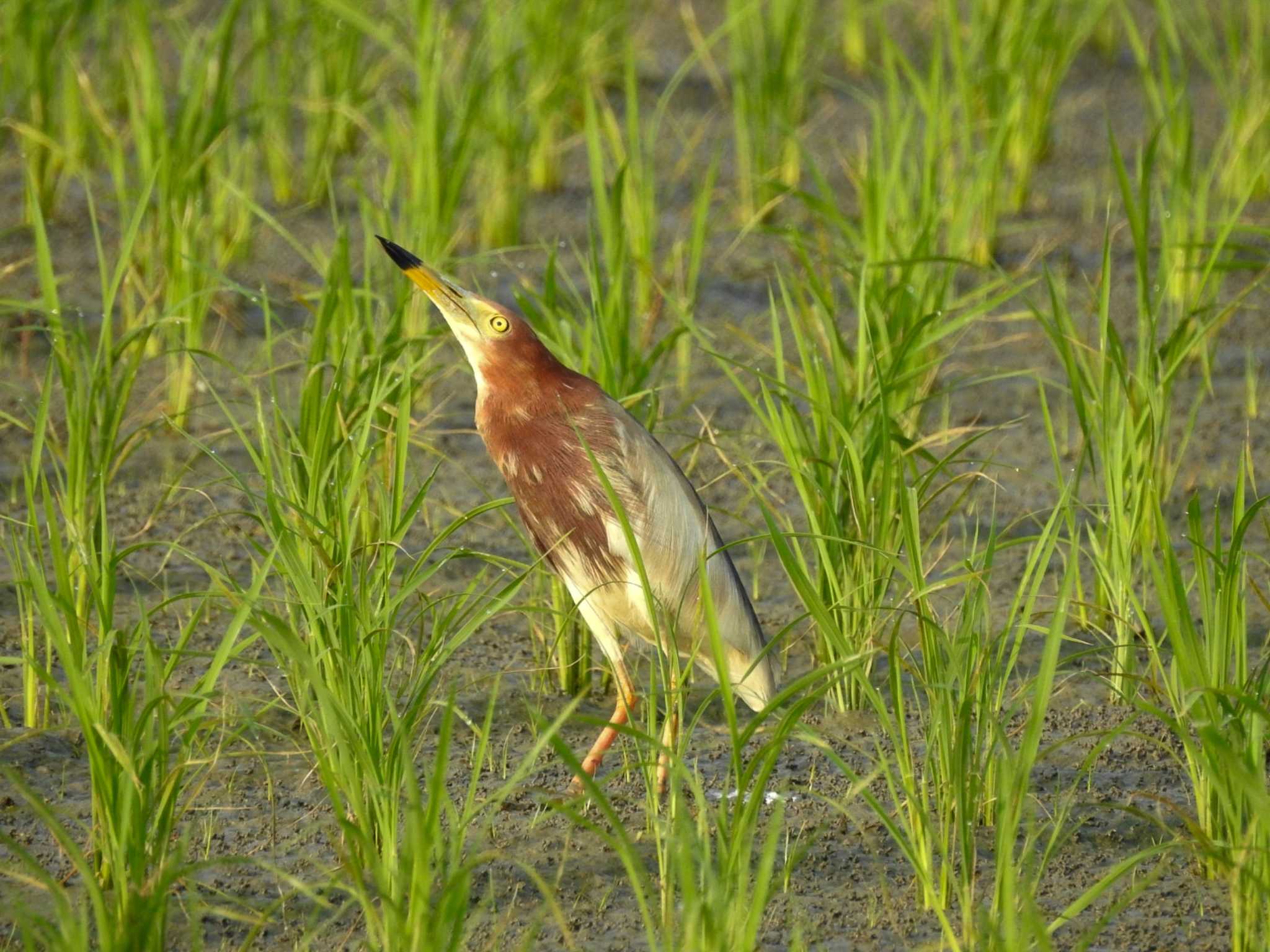 アカガシラサギ