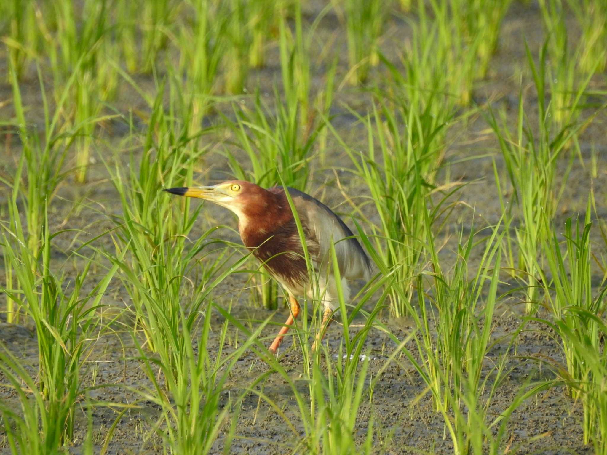 三重県伊勢市 アカガシラサギの写真 by どらお