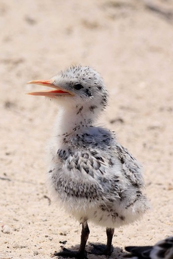 Greater Crested Tern Layang Layang Island Sat, 5/5/2018