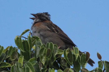 Rufous-collared Sparrow Mindo(Ecuador) Thu, 5/18/2023