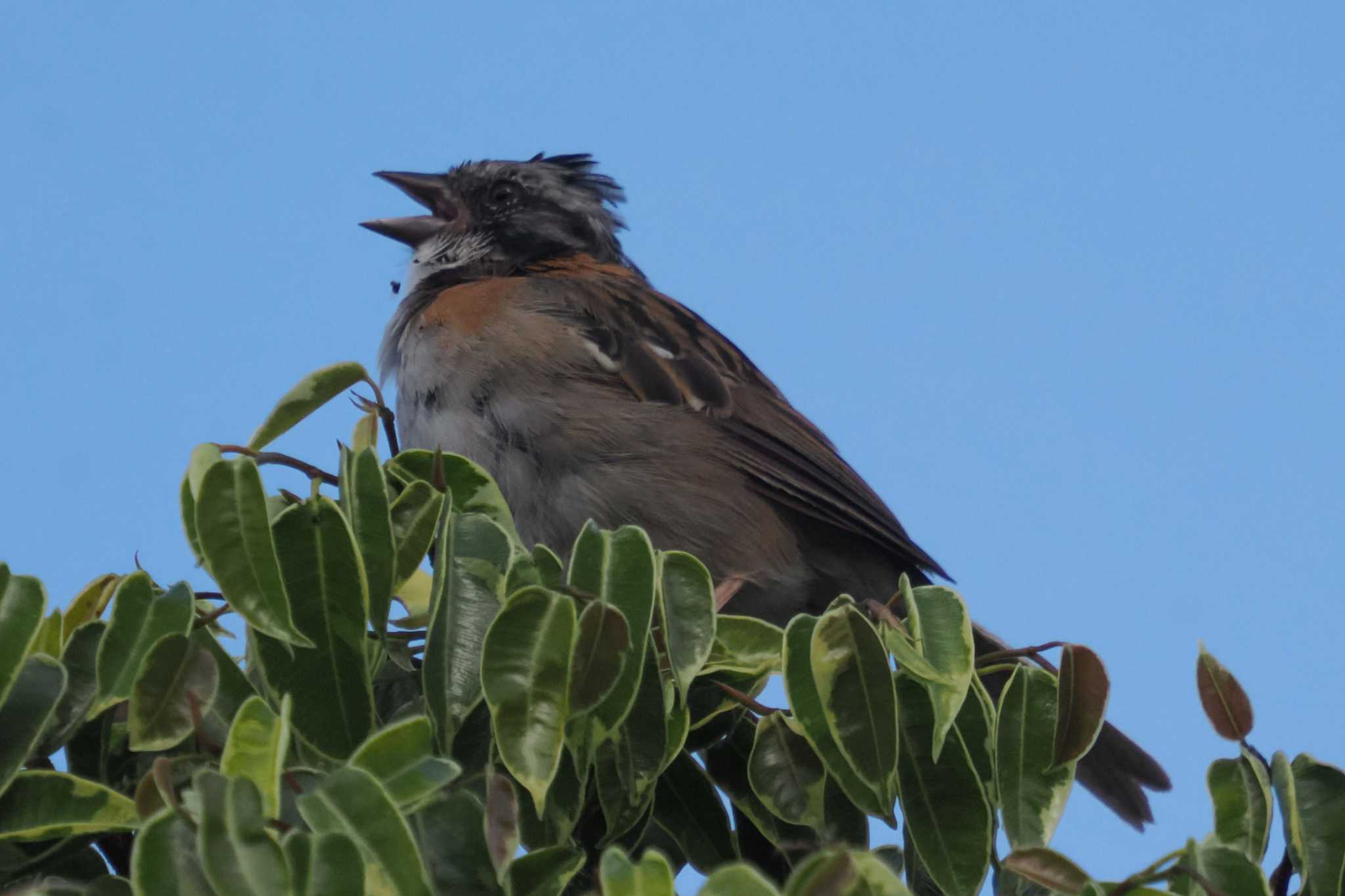 Photo of Rufous-collared Sparrow at Mindo(Ecuador) by 藤原奏冥