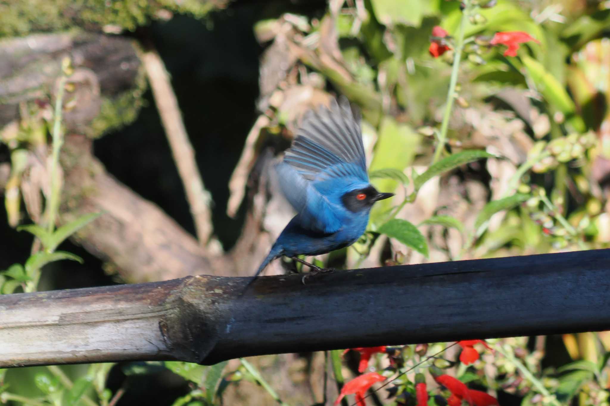 Photo of Masked Flowerpiercer at Mindo(Ecuador) by 藤原奏冥