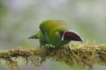 Crimson-rumped Toucanet