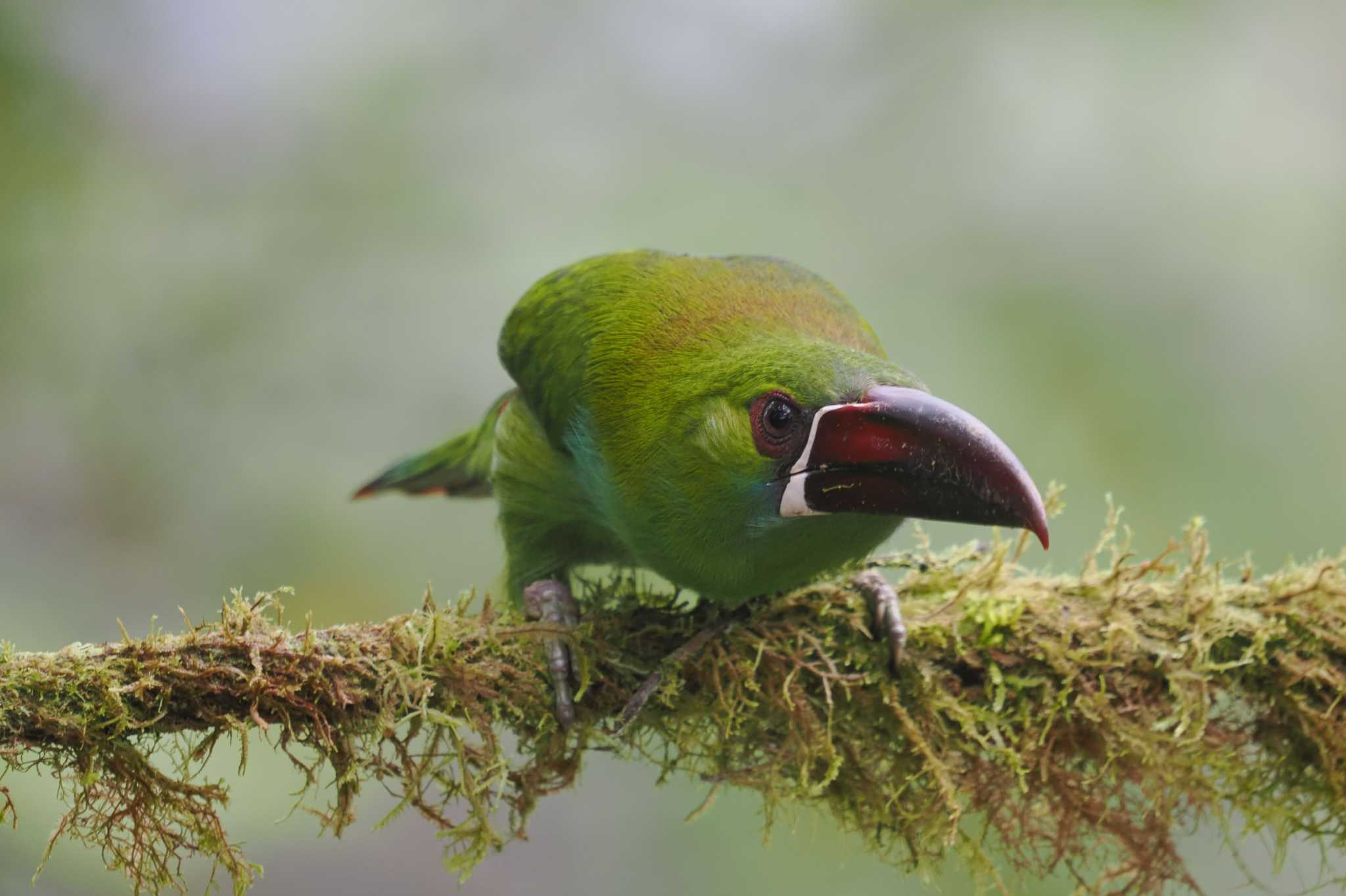 Mindo(Ecuador) コシアカミドリチュウハシの写真 by 藤原奏冥