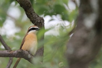 アカモズ 舞鶴公園 2023年5月14日(日)