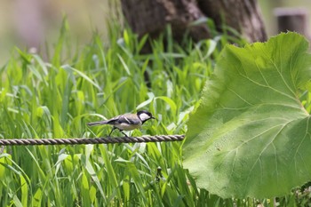 シジュウカラ 平岡公園(札幌市) 2023年5月18日(木)