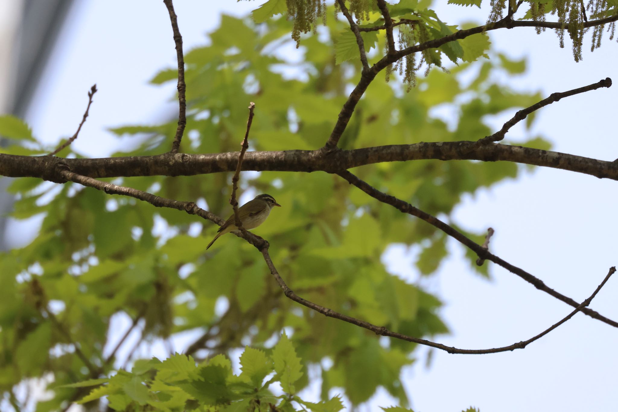 Eastern Crowned Warbler