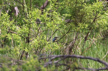 Thu, 5/18/2023 Birding report at 平岡公園(札幌市)