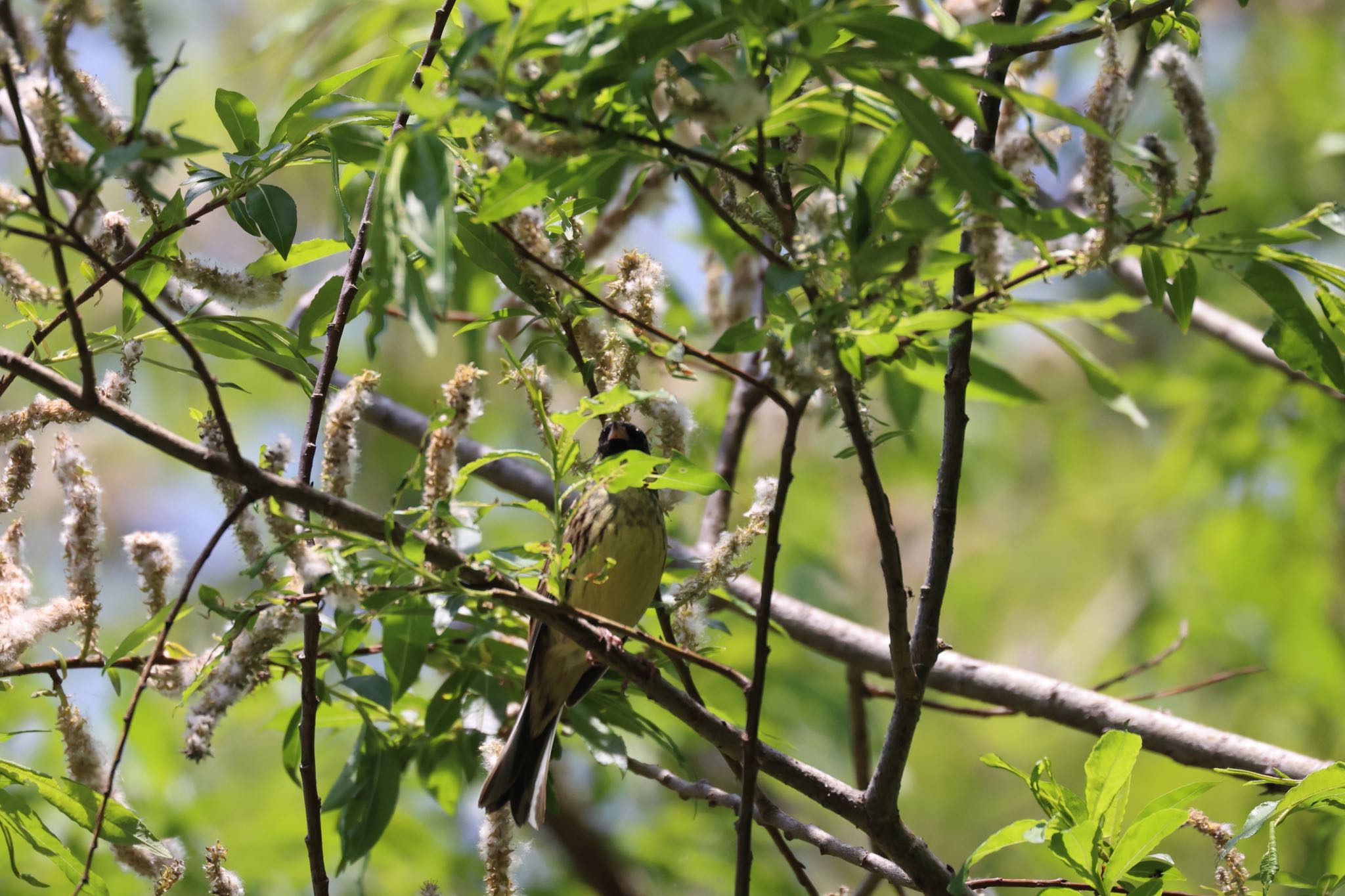 Photo of Masked Bunting at 平岡公園(札幌市) by will 73