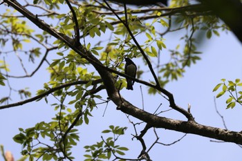 オオルリ 平岡公園(札幌市) 2023年5月18日(木)