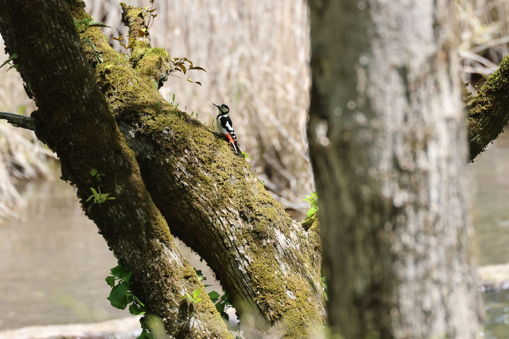 Photo of Great Spotted Woodpecker at 千歳さけますセンター by will 73