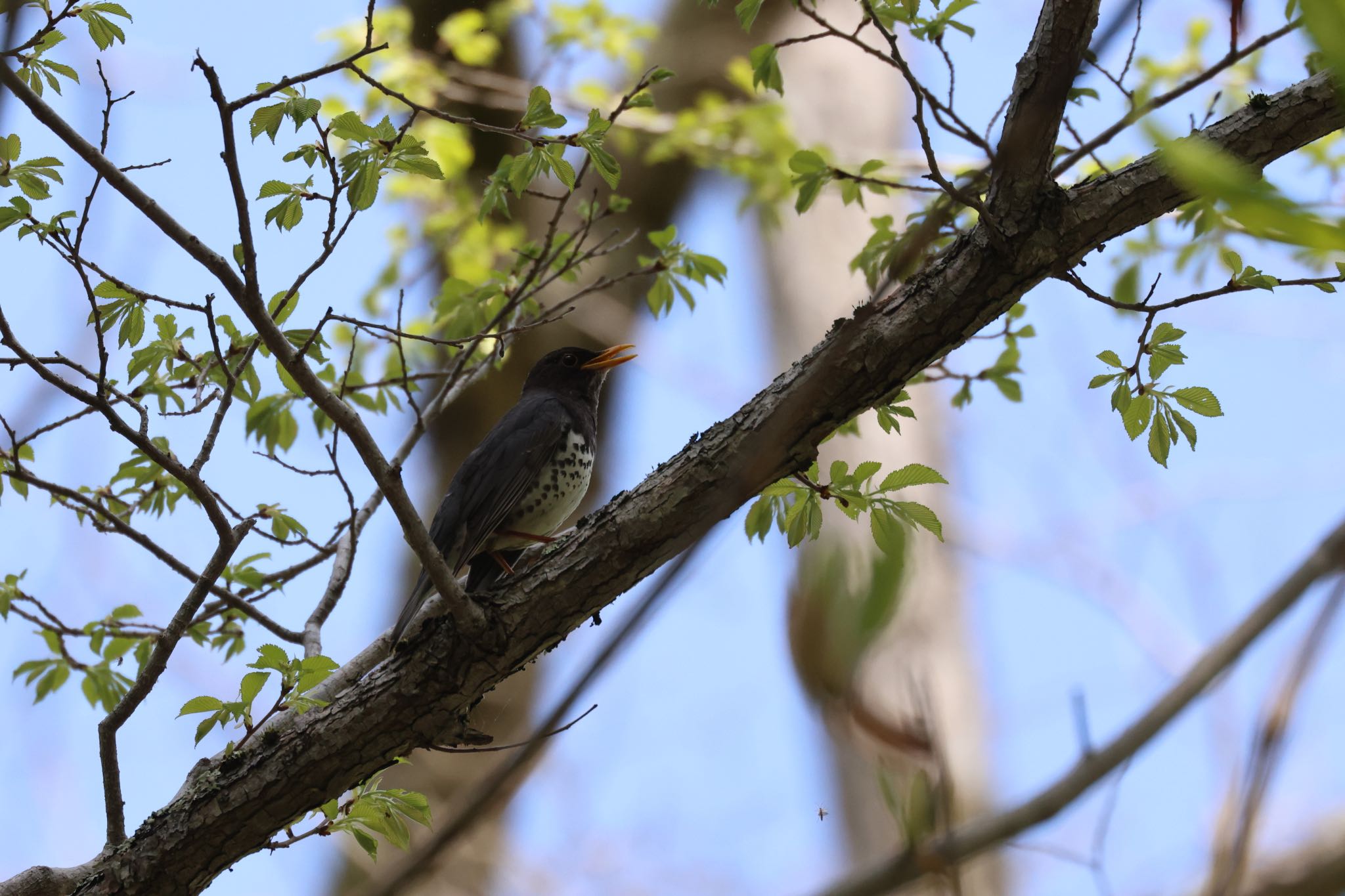 Photo of Japanese Thrush at 千歳さけますセンター by will 73