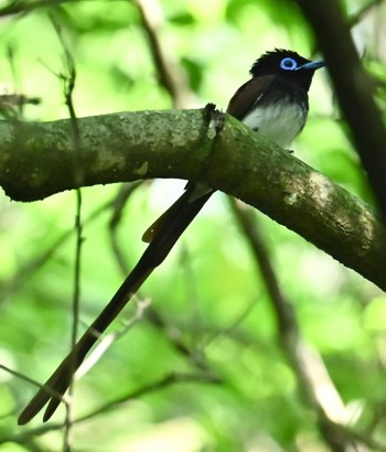 サンコウチョウ 場所が不明 2023年5月20日(土)