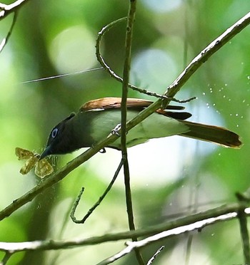 サンコウチョウ 場所が不明 2023年5月20日(土)