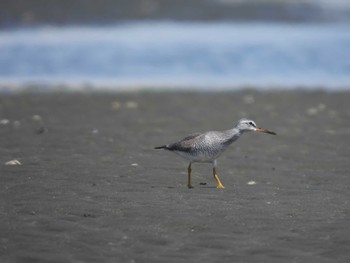 キアシシギ ふなばし三番瀬海浜公園 2023年5月21日(日)