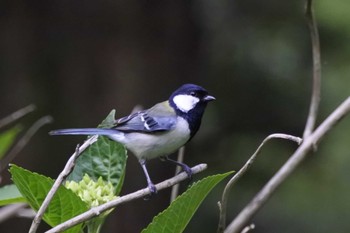 Japanese Tit 大阪府堺市 Sun, 5/21/2023