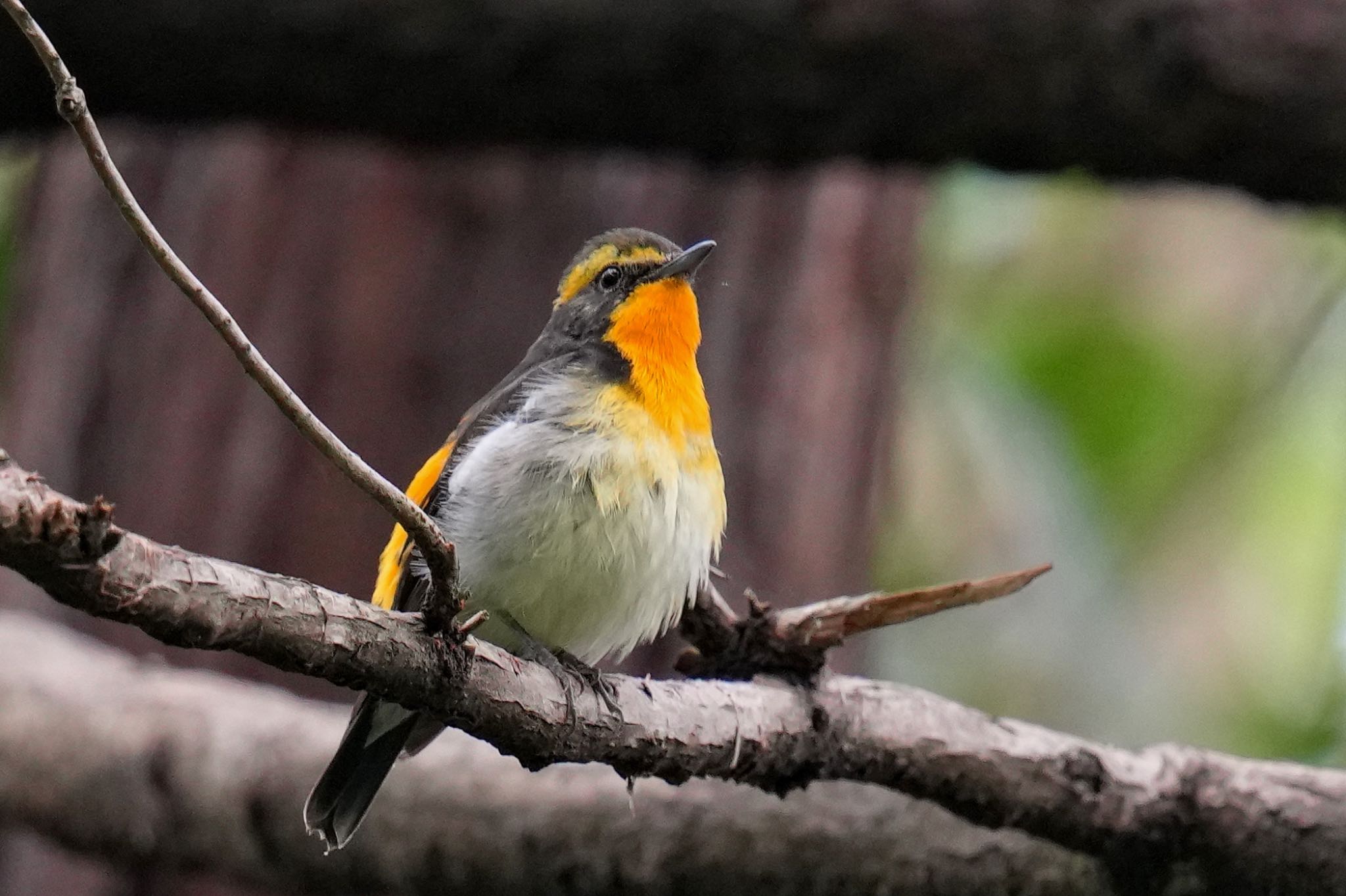 Narcissus Flycatcher