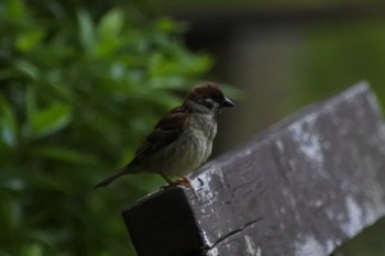 Eurasian Tree Sparrow 大阪府堺市 Sun, 5/21/2023