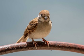Eurasian Tree Sparrow Akashi Park Mon, 7/2/2018