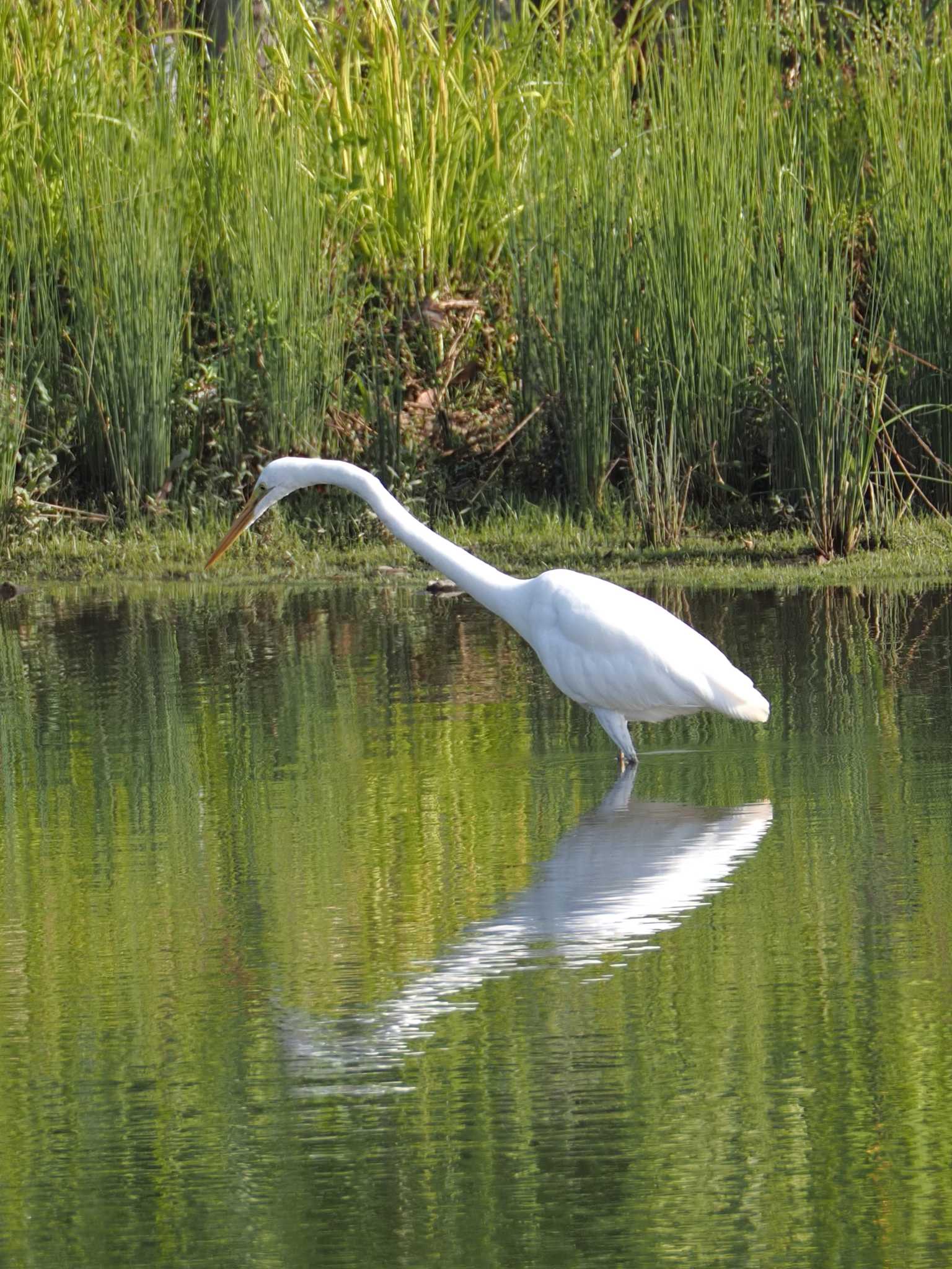 チュウダイサギ