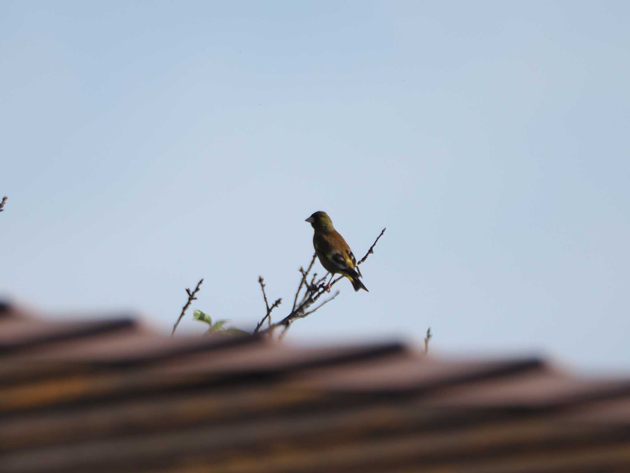 Grey-capped Greenfinch