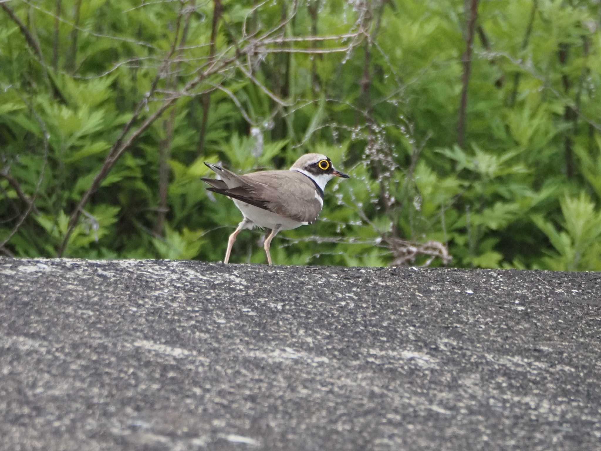 Little Ringed Plover