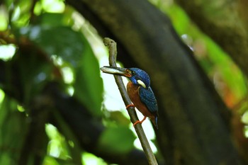 ルリカワセミ ケーン・クラチャン国立公園 2018年6月10日(日)