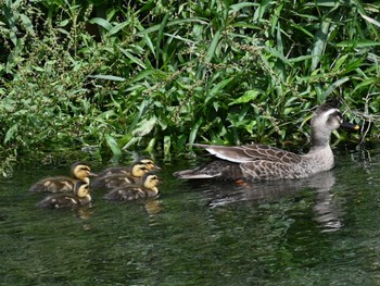 2023年5月22日(月) 江津湖の野鳥観察記録