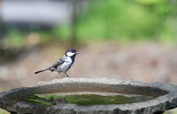 Japanese Tit Yamanakako Lake Sun, 5/21/2023