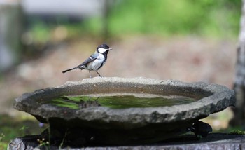 Japanese Tit Yamanakako Lake Sun, 5/21/2023