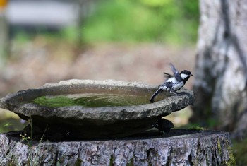 Japanese Tit Yamanakako Lake Sun, 5/21/2023