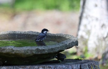 Japanese Tit Yamanakako Lake Sun, 5/21/2023