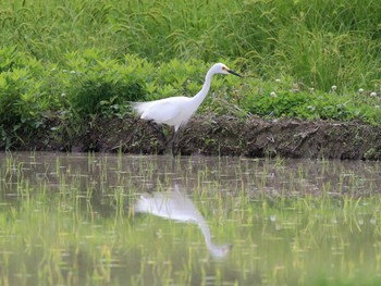 チュウサギ 秋ヶ瀬公園 2023年5月21日(日)