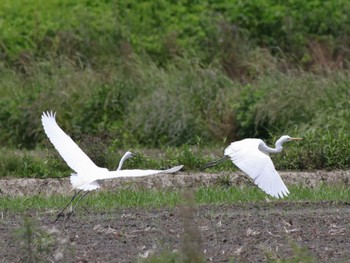 ダイサギ 秋ヶ瀬公園 2023年5月21日(日)