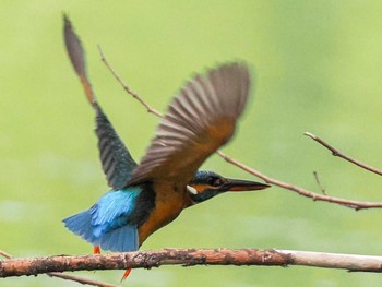 2023年5月22日(月) 福井緑地(札幌市西区)の野鳥観察記録