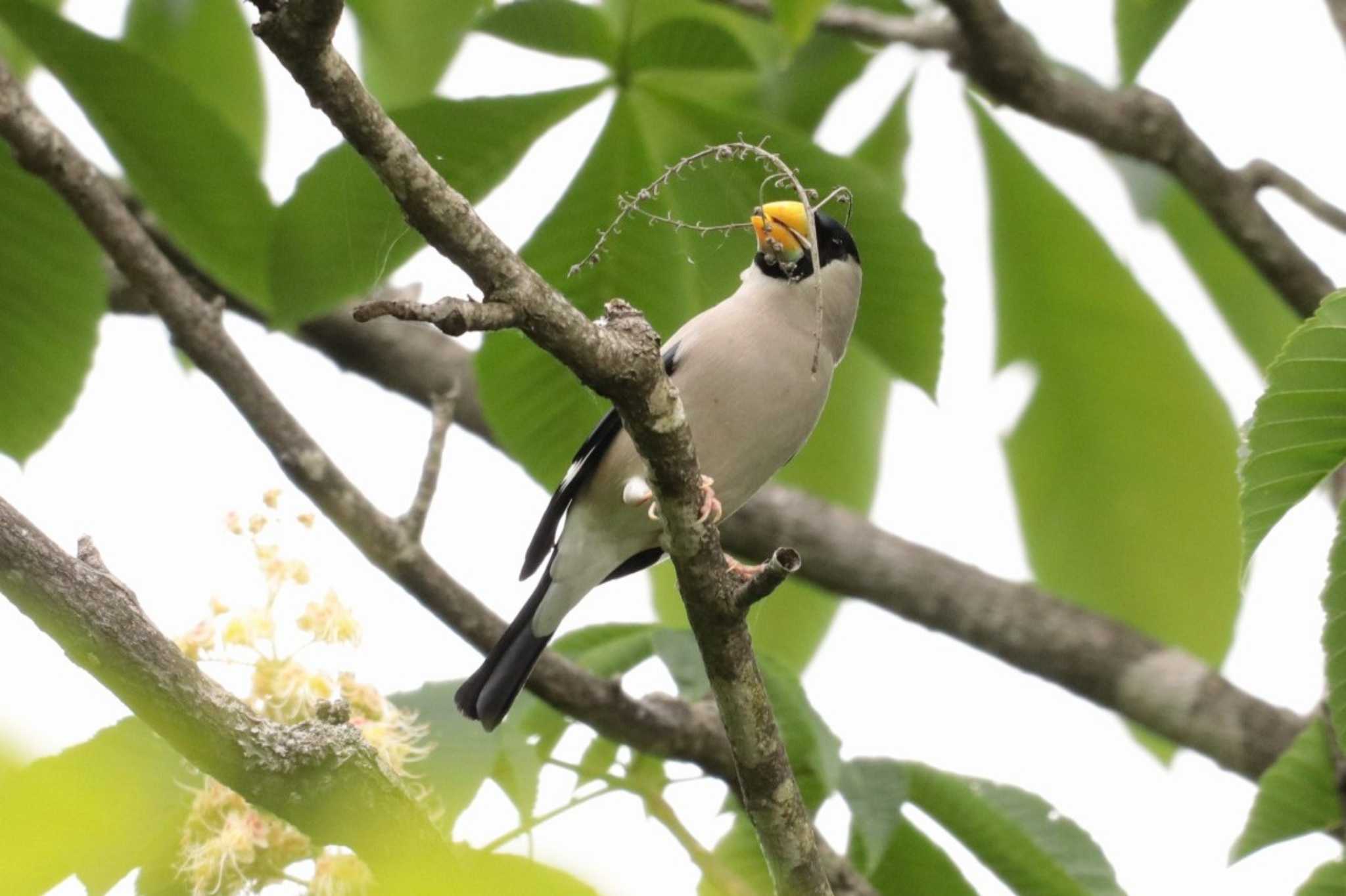 Japanese Grosbeak