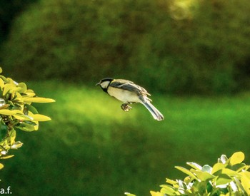 Japanese Tit 町田市 Sun, 5/21/2023