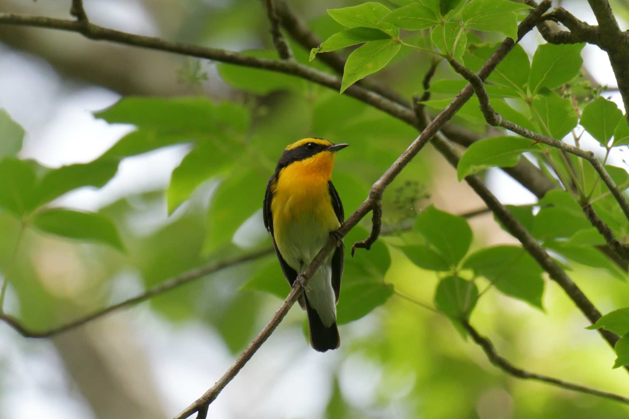 Photo of Narcissus Flycatcher at 滋賀県甲賀市甲南町創造の森 by masatsubo