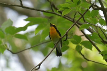 Narcissus Flycatcher 滋賀県甲賀市甲南町創造の森 Mon, 5/22/2023