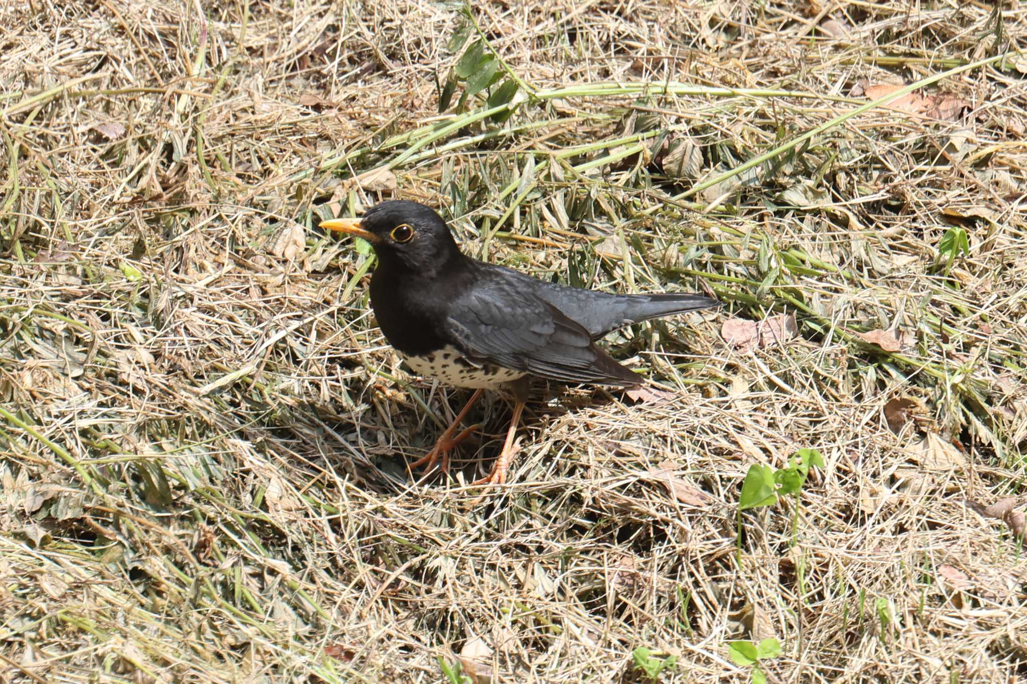 大阪城公園のクロツグミ