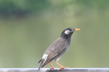 White-cheeked Starling 大阪府堺市 Sun, 5/21/2023