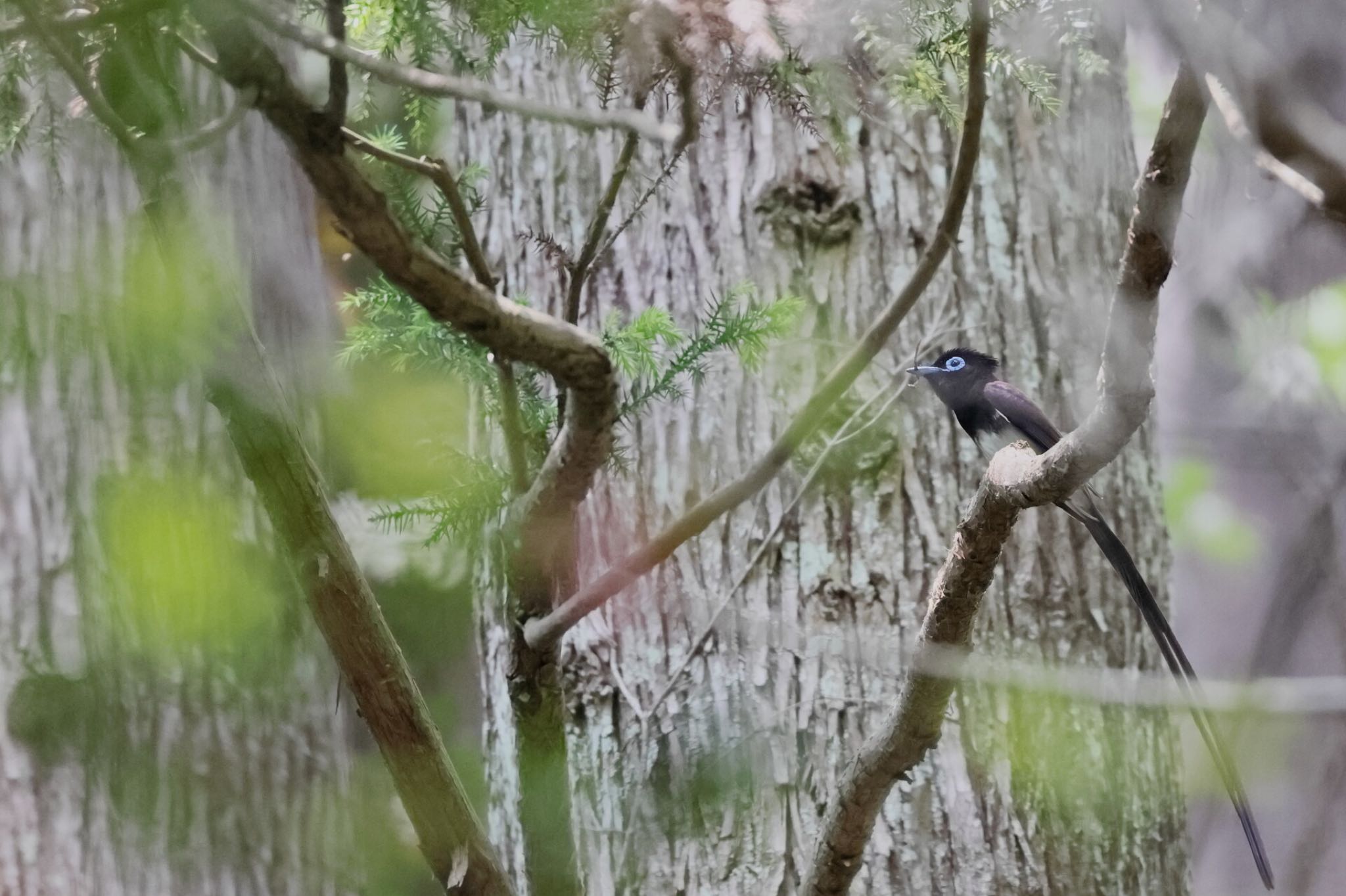 Black Paradise Flycatcher