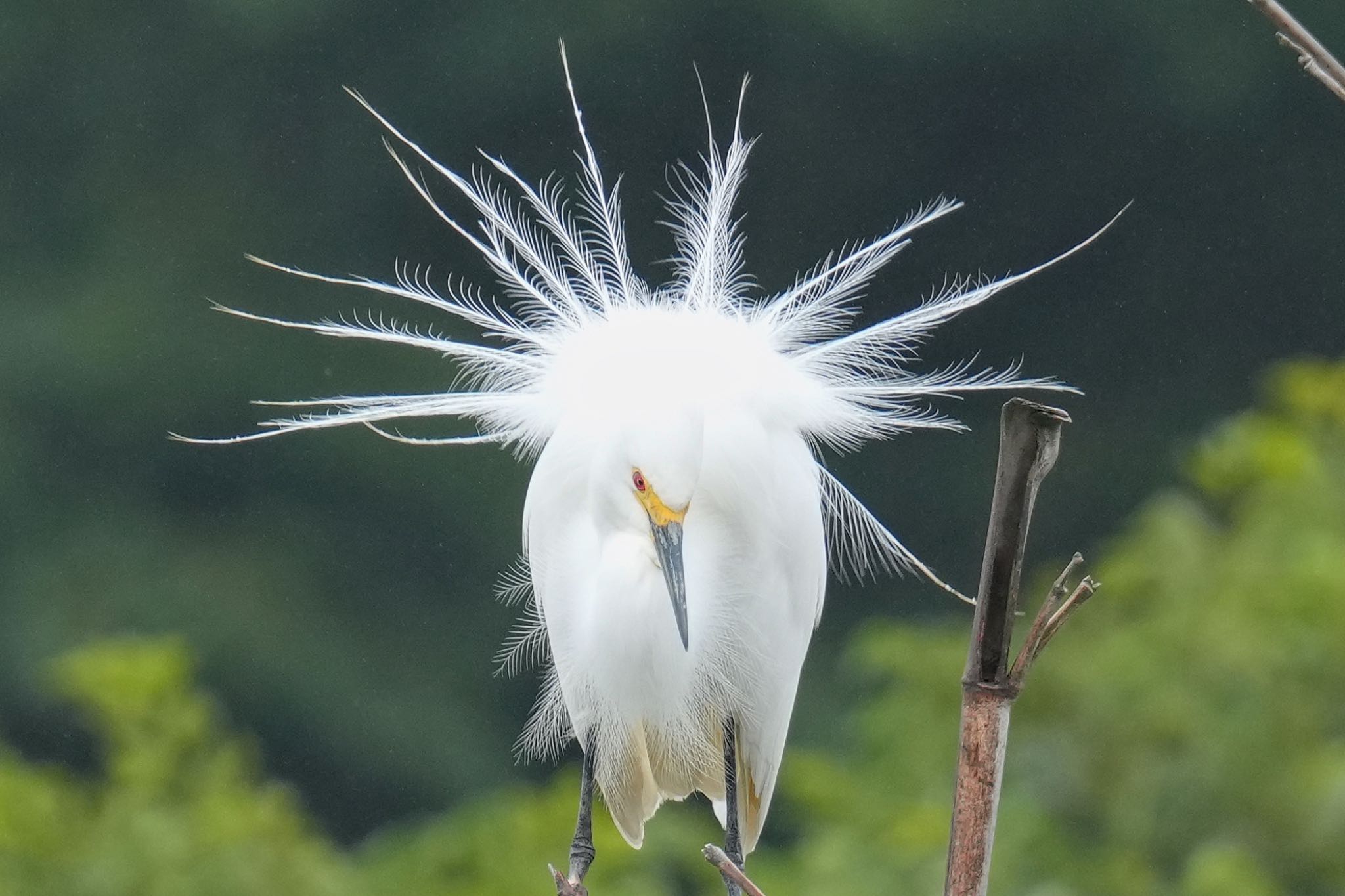 越谷サギコロニー チュウサギの写真