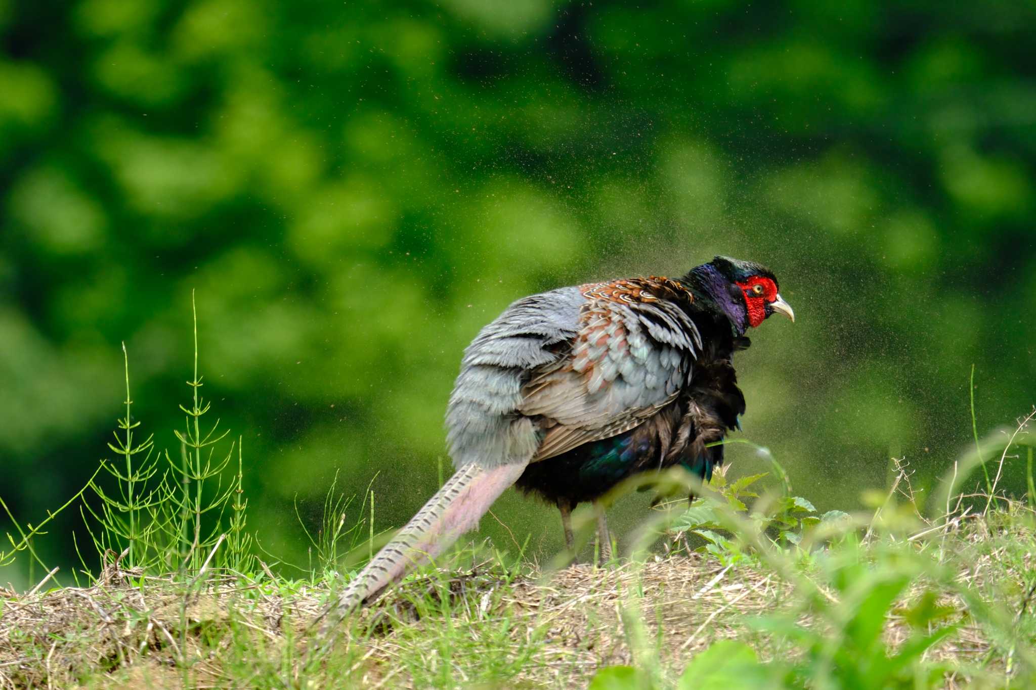 キジの土払い、虫は人も鳥も嫌いさ！