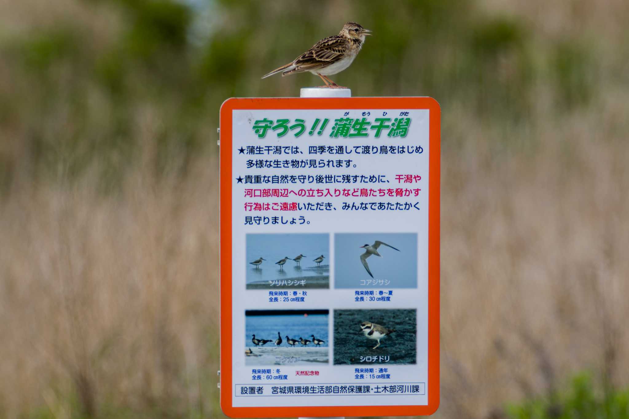 Photo of Eurasian Skylark at 蒲生干潟(仙台市) by LeoLeoNya