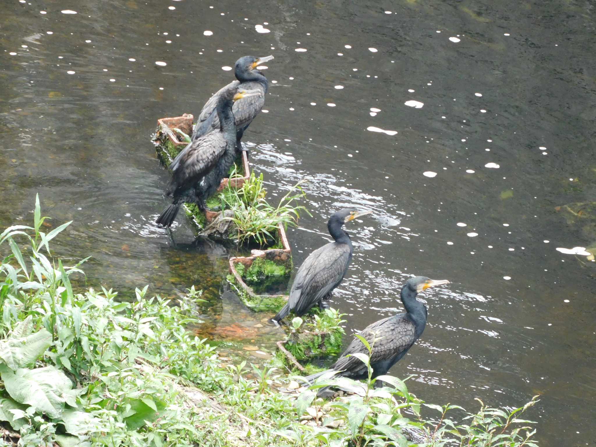 ４羽揃い踏みは初めて