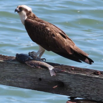 Osprey 岡山東区 Sun, 5/21/2023