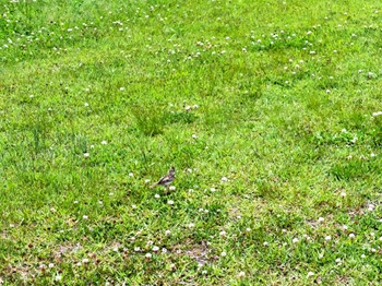 Eurasian Skylark 平城宮跡 Sat, 5/20/2023